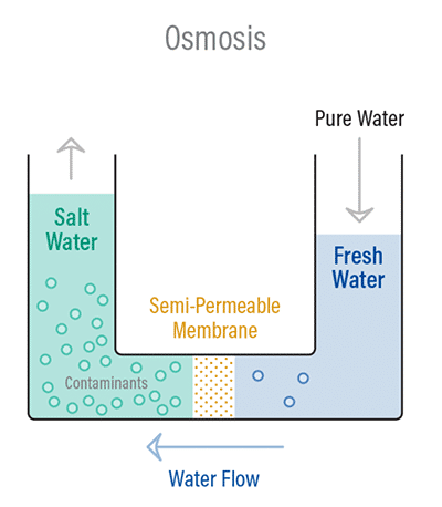 how osmosis works